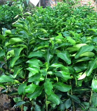 Cây Bưởi
