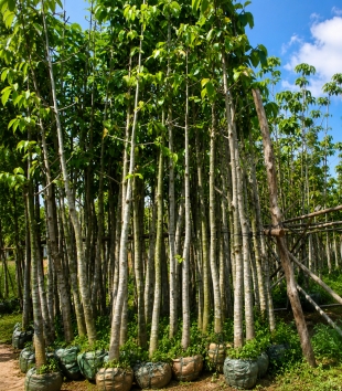 Cây Dầu
