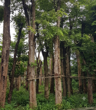 Cây Giáng Hương