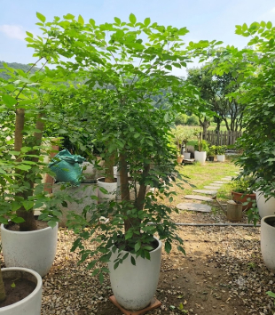 Cây Hạnh Phúc