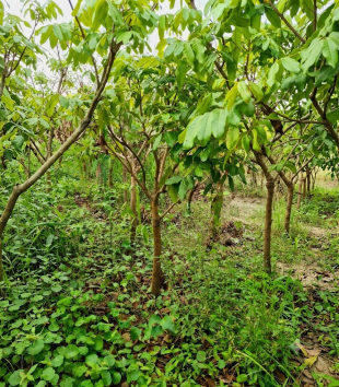 Cây Nhãn Xuồng