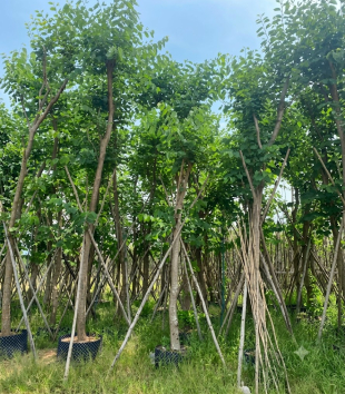 Cây Sưa Đỏ 