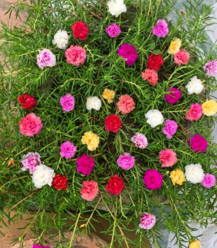 Hoa Mười Giờ