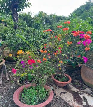 Hoa Giấy
