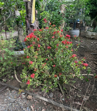 Hoa Mẫu Đơn