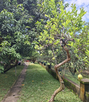 Cây Ổi
