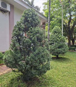 Cây Vạn Niên Tùng Lớn