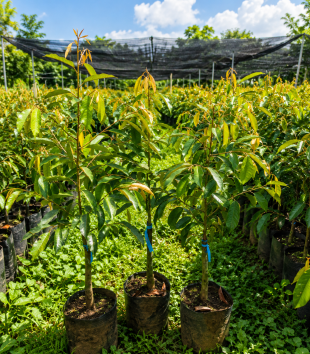Cây Sầu Riêng